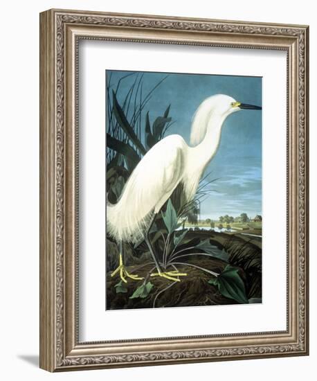 Snowy Heron-John James Audubon-Framed Giclee Print