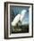 Snowy Heron-John James Audubon-Framed Giclee Print