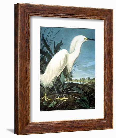 Snowy Heron-John James Audubon-Framed Giclee Print