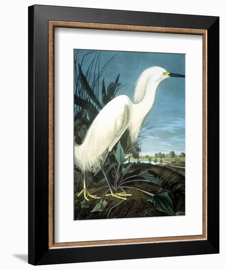 Snowy Heron-John James Audubon-Framed Giclee Print