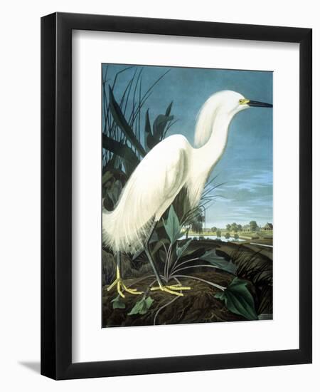 Snowy Heron-John James Audubon-Framed Giclee Print