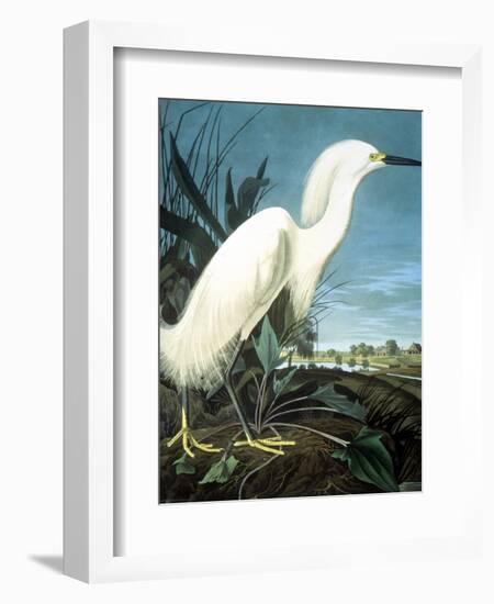 Snowy Heron-John James Audubon-Framed Giclee Print