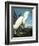 Snowy Heron-John James Audubon-Framed Giclee Print