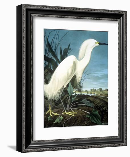 Snowy Heron-John James Audubon-Framed Giclee Print