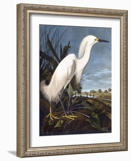 Snowy Heron-John James Audubon-Framed Photographic Print