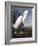 Snowy Heron-John James Audubon-Framed Photographic Print