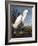 Snowy Heron-John James Audubon-Framed Photographic Print