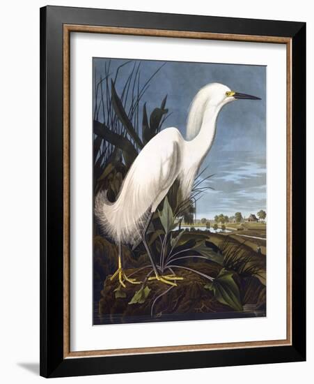 Snowy Heron-John James Audubon-Framed Photographic Print