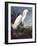 Snowy Heron-John James Audubon-Framed Photographic Print