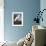 Snowy Heron-John James Audubon-Framed Photographic Print displayed on a wall