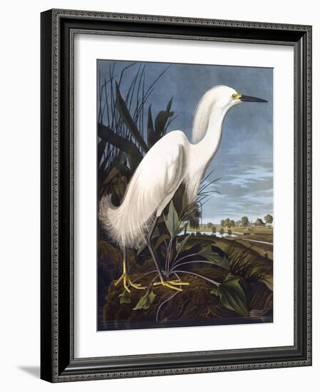 Snowy Heron-John James Audubon-Framed Photographic Print