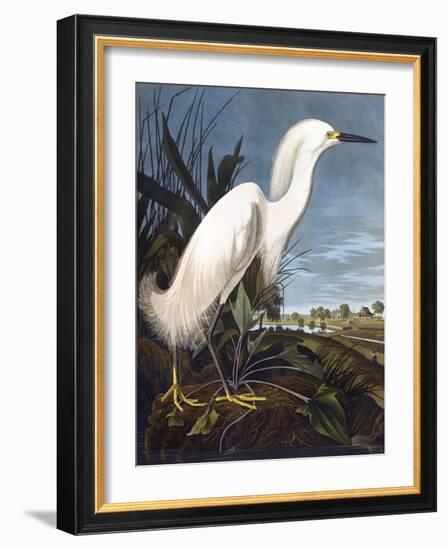 Snowy Heron-John James Audubon-Framed Photographic Print