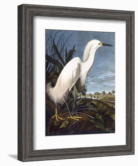 Snowy Heron-John James Audubon-Framed Photographic Print