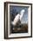 Snowy Heron-John James Audubon-Framed Photographic Print