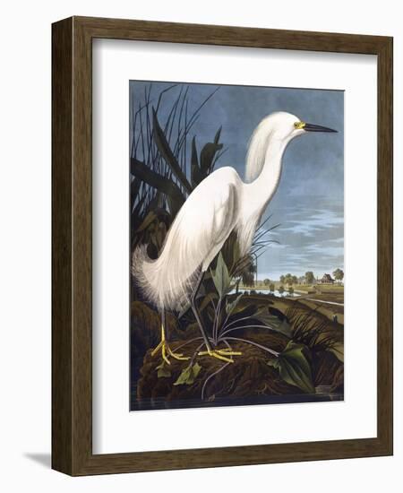 Snowy Heron-John James Audubon-Framed Photographic Print