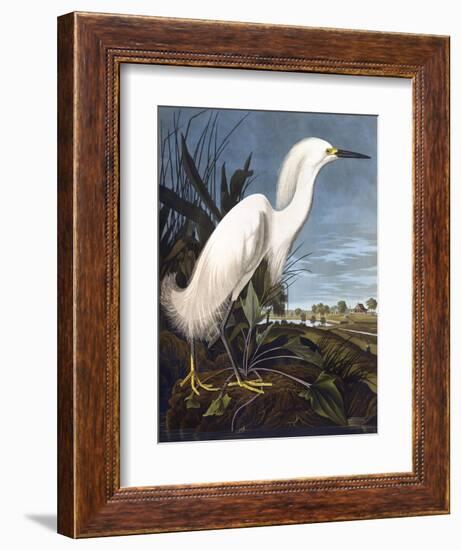 Snowy Heron-John James Audubon-Framed Photographic Print