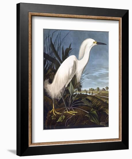 Snowy Heron-John James Audubon-Framed Photographic Print