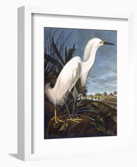 Snowy Heron-John James Audubon-Framed Photographic Print