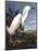 Snowy Heron-John James Audubon-Mounted Photographic Print