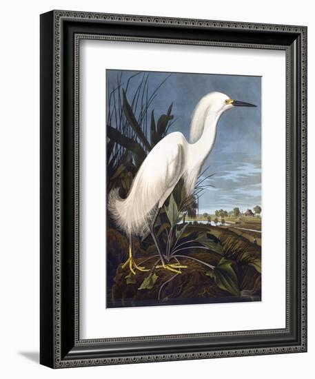 Snowy Heron-John James Audubon-Framed Photographic Print