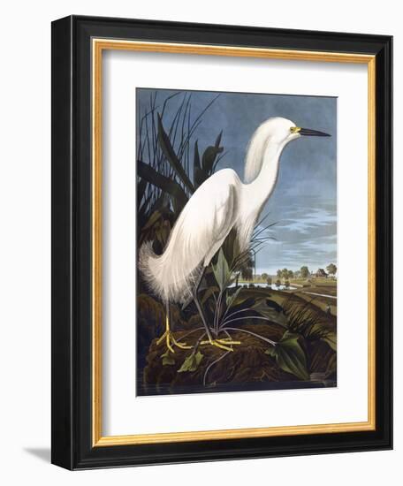 Snowy Heron-John James Audubon-Framed Photographic Print