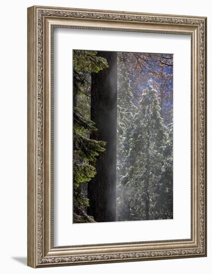 Snowy Mist in the Forest. Valley Floor. Yosemite National Park, California.-Tom Norring-Framed Photographic Print