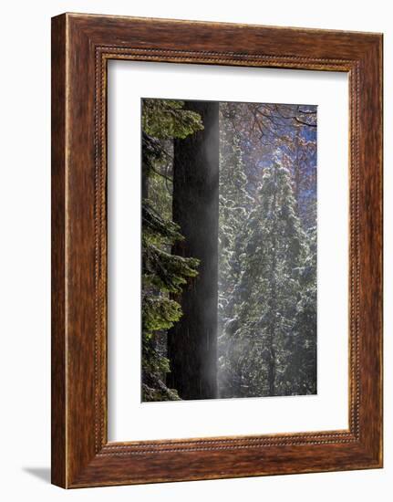 Snowy Mist in the Forest. Valley Floor. Yosemite National Park, California.-Tom Norring-Framed Photographic Print