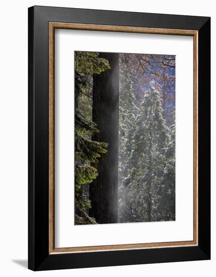 Snowy Mist in the Forest. Valley Floor. Yosemite National Park, California.-Tom Norring-Framed Photographic Print