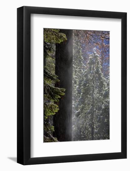 Snowy Mist in the Forest. Valley Floor. Yosemite National Park, California.-Tom Norring-Framed Photographic Print