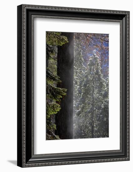Snowy Mist in the Forest. Valley Floor. Yosemite National Park, California.-Tom Norring-Framed Photographic Print