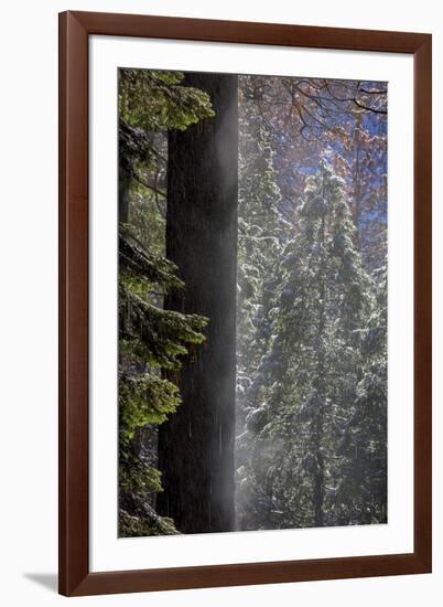 Snowy Mist in the Forest. Valley Floor. Yosemite National Park, California.-Tom Norring-Framed Premium Photographic Print