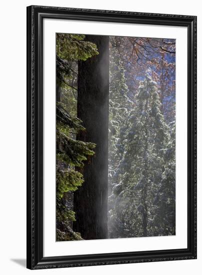 Snowy Mist in the Forest. Valley Floor. Yosemite National Park, California.-Tom Norring-Framed Premium Photographic Print