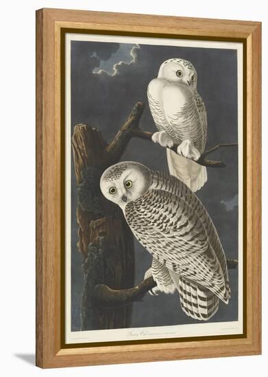 Snowy Owl, 1831-John James Audubon-Framed Premier Image Canvas