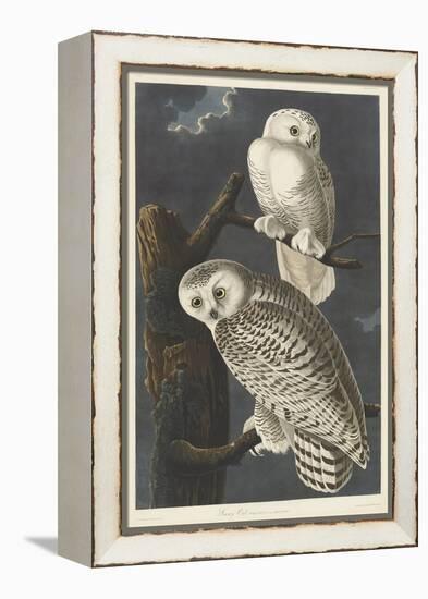 Snowy Owl, 1831-John James Audubon-Framed Premier Image Canvas