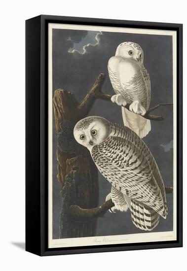 Snowy Owl, 1831-John James Audubon-Framed Premier Image Canvas