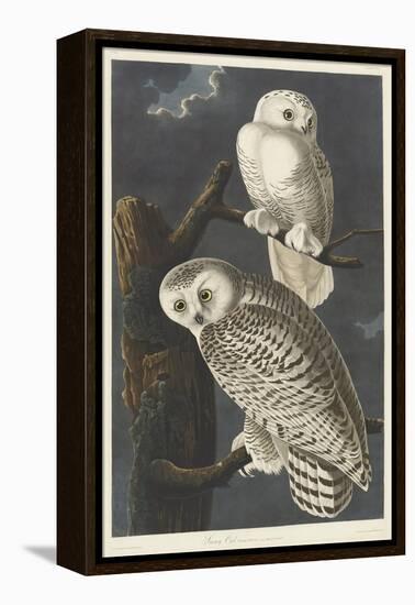 Snowy Owl, 1831-John James Audubon-Framed Premier Image Canvas