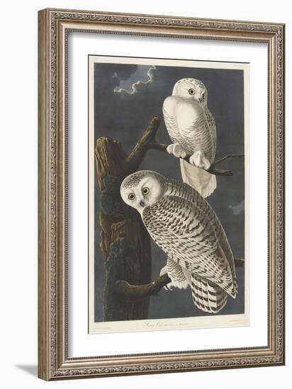 Snowy Owl, 1831-John James Audubon-Framed Giclee Print