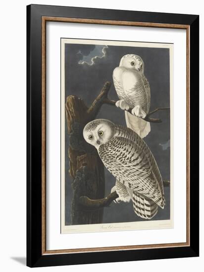 Snowy Owl, 1831-John James Audubon-Framed Giclee Print