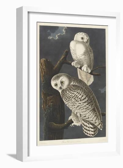 Snowy Owl, 1831-John James Audubon-Framed Giclee Print