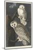 Snowy Owl, 1831-John James Audubon-Mounted Giclee Print