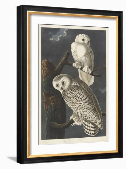 Snowy Owl, 1831-John James Audubon-Framed Giclee Print