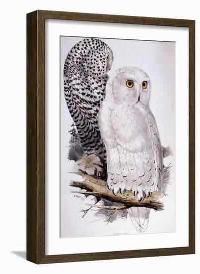 Snowy Owl, 1832-1837-Edward Lear-Framed Giclee Print