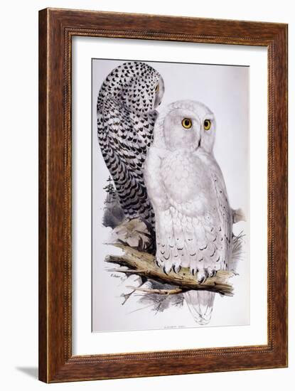 Snowy Owl, 1832-1837-Edward Lear-Framed Giclee Print