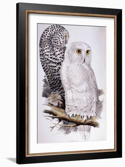 Snowy Owl, 1832-1837-Edward Lear-Framed Giclee Print