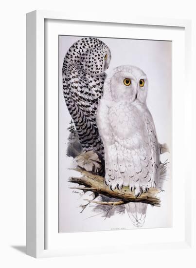 Snowy Owl, 1832-1837-Edward Lear-Framed Giclee Print