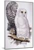 Snowy Owl, 1832-1837-Edward Lear-Mounted Giclee Print