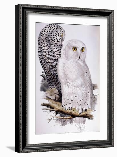 Snowy Owl, 1832-1837-Edward Lear-Framed Giclee Print