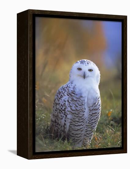 Snowy Owl, Alaska, USA-David Tipling-Framed Premier Image Canvas