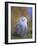 Snowy Owl, Alaska, USA-David Tipling-Framed Photographic Print