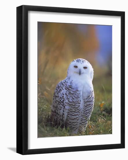 Snowy Owl, Alaska, USA-David Tipling-Framed Photographic Print